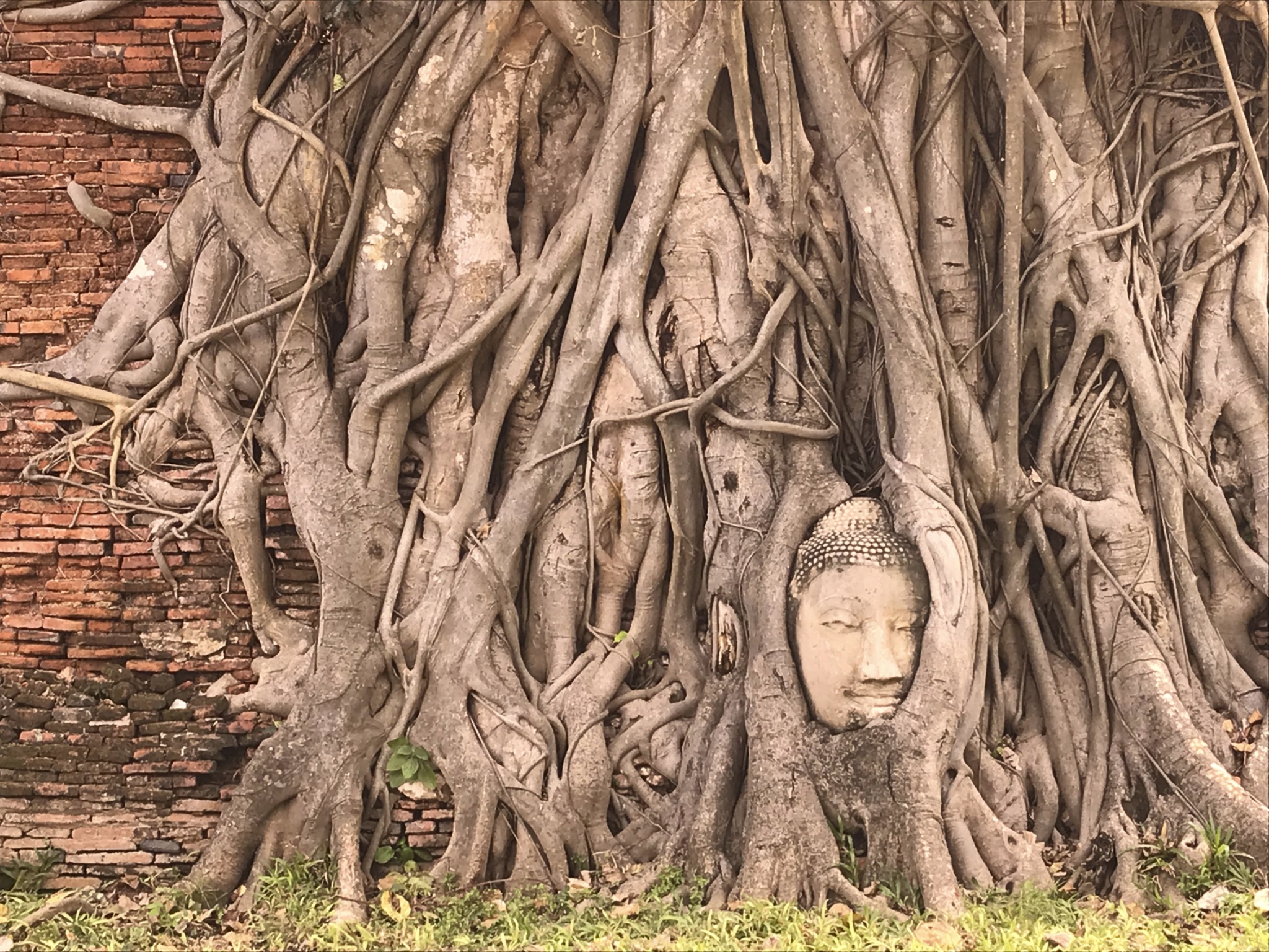 菩提樹に包まれた仏頭が残り戦争の傷跡も感慨深い「ワットマハタート」